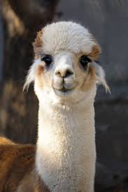 Llama Box