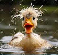 Ducky Box